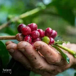 قهوه پاناما چیست و معرفی انواع قهوه پاناما و خصوصیات آن
