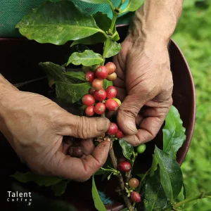 قهوه کلمبیا چیست و معرفی انواع قهوه کلمبیا