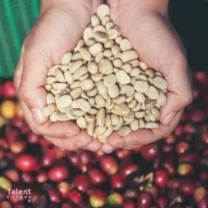 کدام قهوه کافئین بیشتری دارد