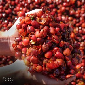 کاسکارا چیست و چه طعمی دارد؟