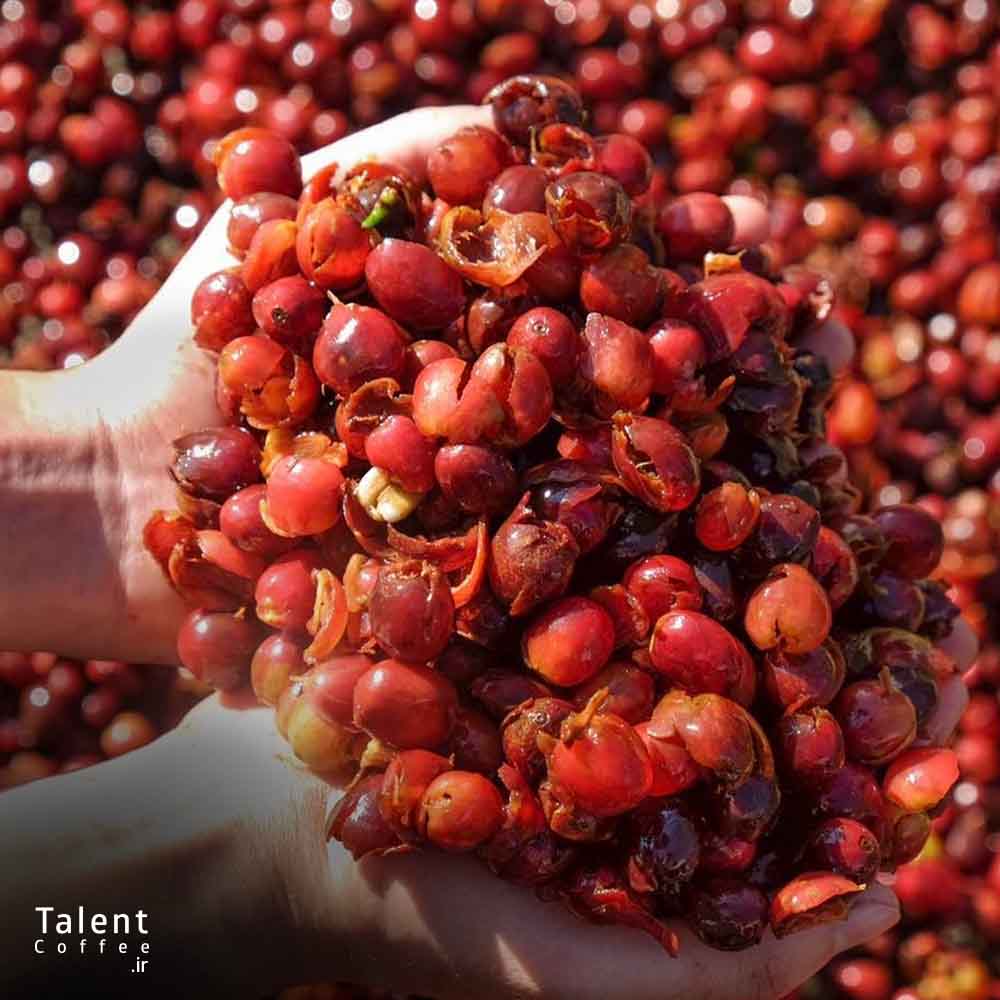 کاسکارا چیست و چه طعمی دارد؟