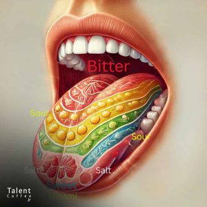 راهنمایی ساده برای درک چشایی قهوه