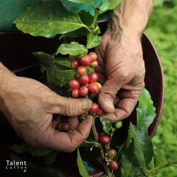 قهوه کلمبیا چیست