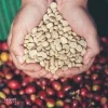 کدا قهوه کافئین بیشتری دارد