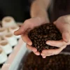 قهوه بدون کافئین