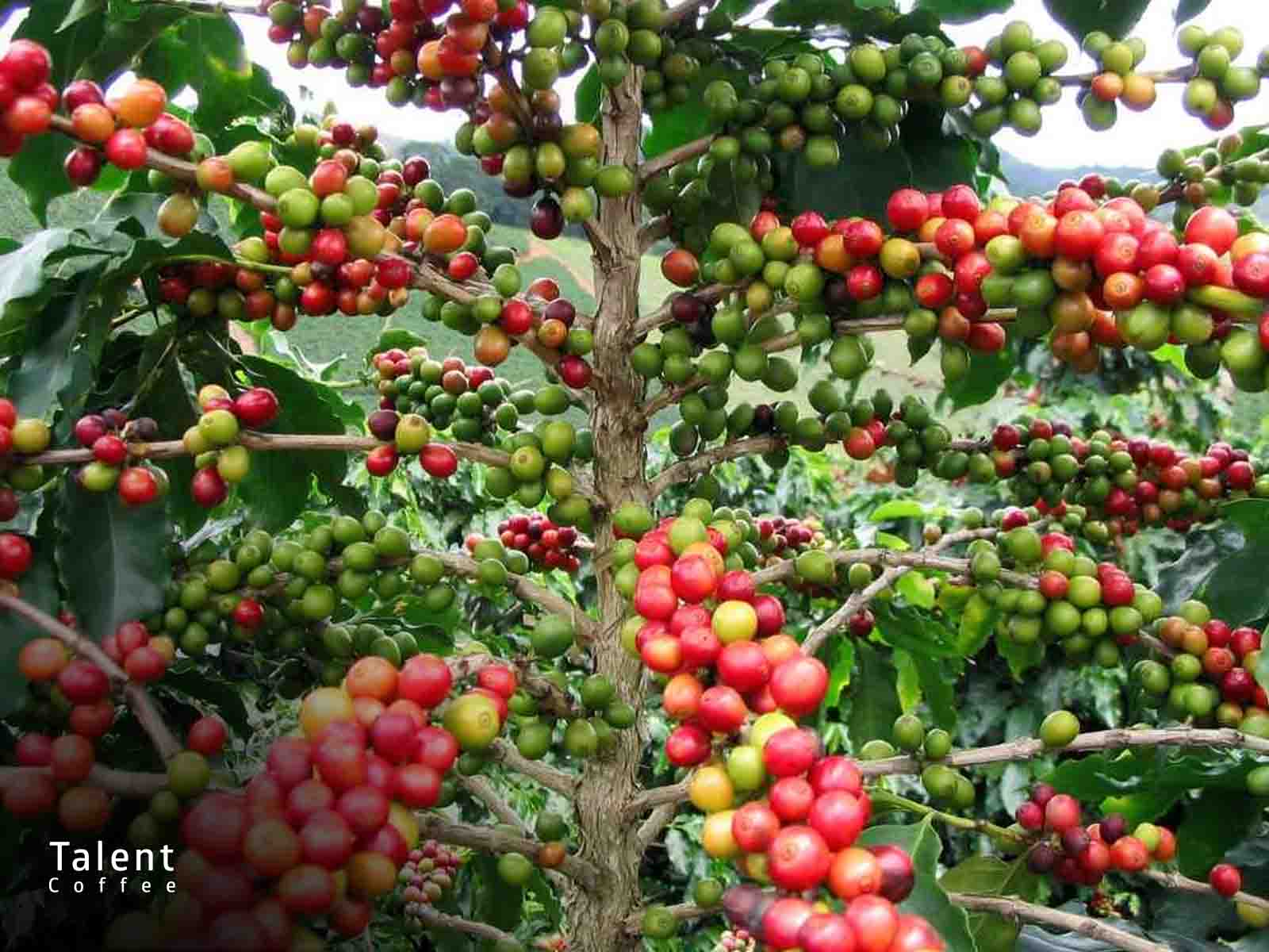 کمربند قهوه چیست
