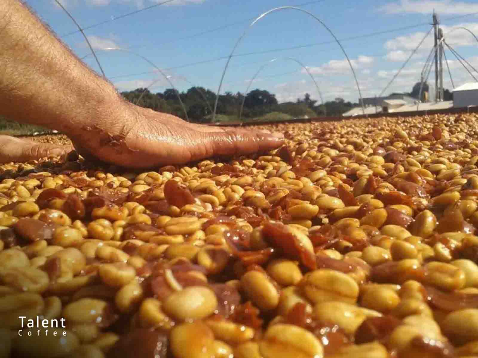 آشنایی با قهوه کلمبیا تروپیکال بوربن قهوه تلنت